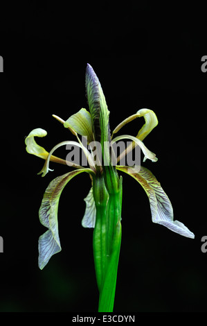 stinking iris foetidissima Iridaceae perennial portrait Stock Photo
