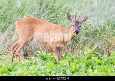 Young Roe buck feeding in a sugar beet field during the summer, Norfolk, England Stock Photo