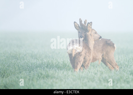 A pair of young Roe deer, part of a family group, grooming each other in the mist, Norfolk, England Stock Photo