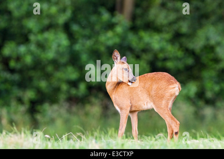 Young female Roe deer grooming herself in a meadow during the summer rut, Norfolk, England Stock Photo