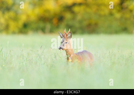 A non-territorial young Roe buck feeding in a meadow at sunset during the summer rut, Norfolk, England Stock Photo