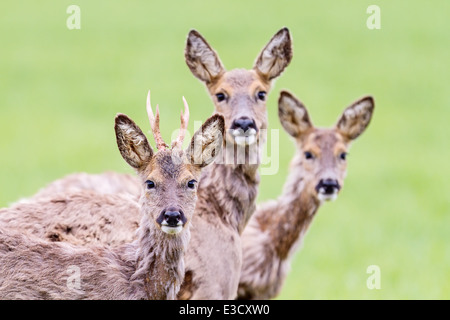 A family group of moulting Roe deer together during the spring, Norfolk, England Stock Photo
