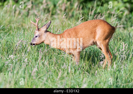 A mature Roe buck feeding in a meadow during the Roe deer's annual rut during the summer, Norfolk, England Stock Photo