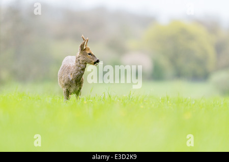 A young Roe deer buck feeding in a meadow during spring, Norfolk, England Stock Photo