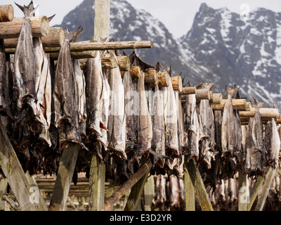 Stockfish (cod) is hung up to dry on a wooden rack in Henningsvaer on the Lofoten islands in Norway. Stock Photo