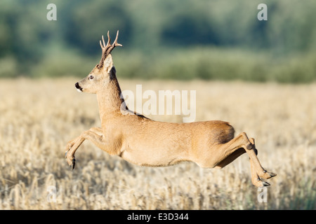 A Roe buck shows a clean pair of heals as he leaps through the air high above the arable field, Norfolk, England Stock Photo