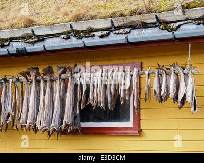 Stockfish (cod) is hung up to dry in front of a house in Henningsvaer on the Lofoten islands in Norway. Stock Photo