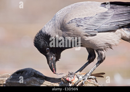 hooded crow (Corvus cornix) adult feeding on bird carcass, Hortobagy, Hungary, Europe Stock Photo