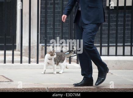 London, UK. 23rd June, 2014. Chancellor George Osborne's cat Freya goes for a stroll in Downing Street, on Monday June 23, 2014. Credit:  Heloise/Alamy Live News Stock Photo