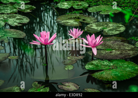Three flowers of lotus growing in the lake Stock Photo
