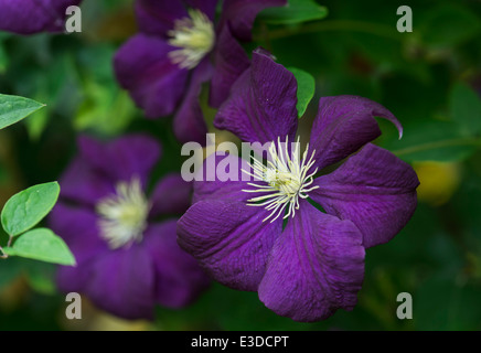 Clematis Viticella Etoile Violette flowers in an English garden. Clematis 'Violet Star'. Clematis 'Fantasy' Stock Photo