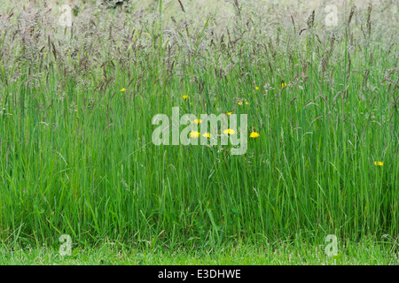 Long Meadow Grass going to seed in the English Countryside Stock Photo