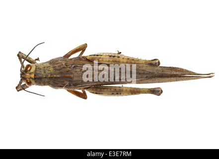 Orthoptera; Acrididae; Anacridium aegyptum; Linnaeus 1758 Stock Photo ...
