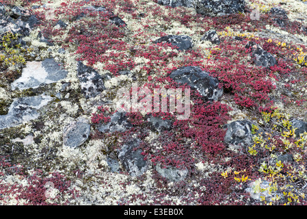 Detail of lichen and tundra vegetation in Greenland during summer Stock Photo