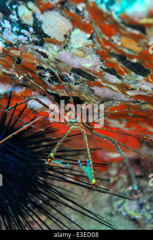 Arrow crab on rock with red spong and black long-spined sea-urchin, Tenerife Stock Photo