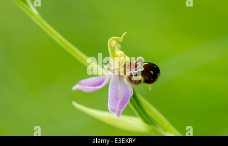 Close-up of a Bee Orchid in an English meadow Stock Photo