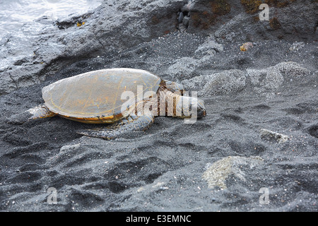 Beautiful endangered green sea turtle on Punalu’u black sand beach in Hawai'i Stock Photo