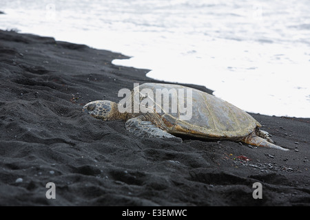 Beautiful endangered green sea turtle on Punalu’u black sand beach in Hawai'i Stock Photo