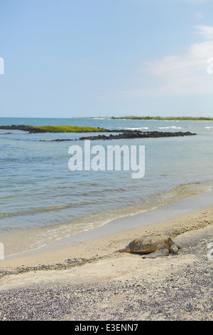 Beautiful endangered green sea turtle resting on the beach in Hawai'i