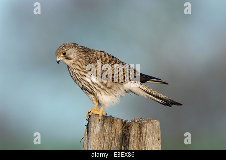 Kestrel Falco tinnunculus Stock Photo