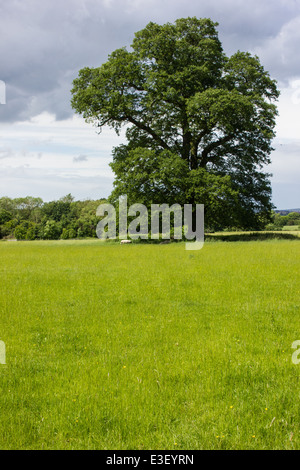 A William and Mary house with an eighteenth century orangery, an ice house and two domed nineteenth century gazebos. Stock Photo