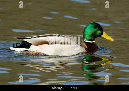 Mallard Anas platyrhynchos Stock Photo