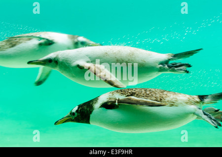 Gentoo penguins swimming under water Stock Photo