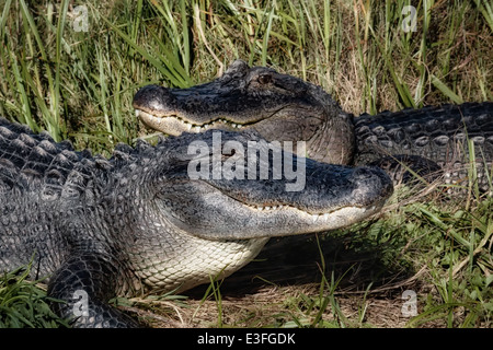 Two Alligators resting in the sun. Stock Photo