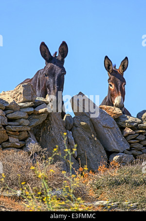 Curious domestic donkeys posing behind dry stone wall in Kythnos island, Cyclades, Greece Stock Photo
