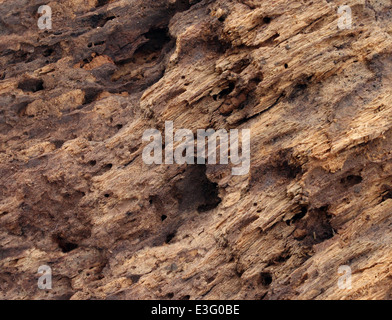 Old damaged wood as a symbol of aging decay or termite insect damage as a tree rotting with holes and tunnels weathered Stock Photo