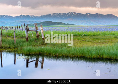 Meadow and fence with a small pond Stock Photo