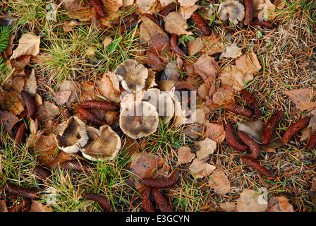 Mushrooms scattered on the ground with fallen leaves Stock Photo