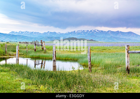 Snow covered mountains and field of flowers Stock Photo