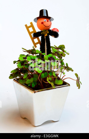Oxalis tetraphylla Stock Photo
