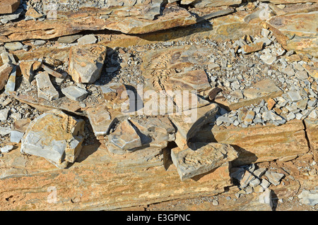 Mesosaurus tenuidens Stock Photo