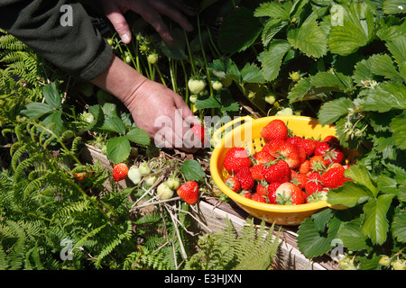 Picking strawberries growing in raised bed Stock Photo