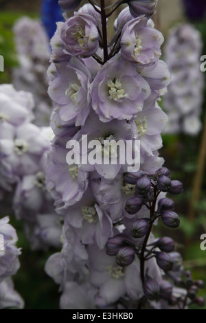 Delphinium 'Walter Gemstone' close up of flowers Stock Photo