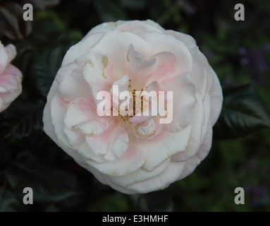 Rosa 'English Miss' Rose close up of flower Stock Photo