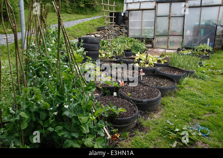 Vegetable tyre garden in late May Stock Photo