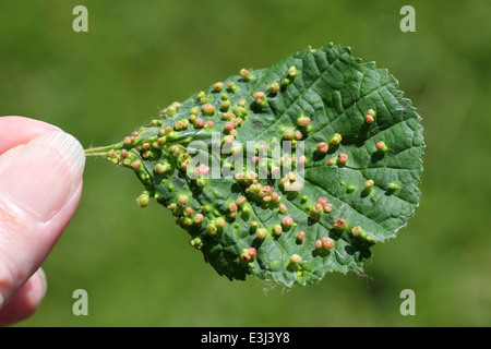 Blister Galls on Common Alder Alnus glutinosa leaves caused by the Mite Eriophyes laevis Stock Photo