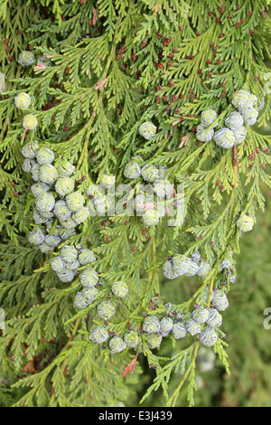 Lawson Cypress Chamaecyparis lawsoniana Spherical Female Cones Stock Photo