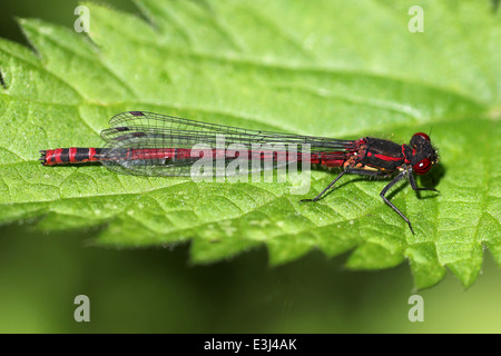 Large Red Damselfly Pyrrhosoma nymphula Perched On A Leaf Stock Photo