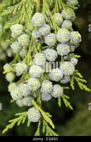 Lawson Cypress  Chamaecyparis lawsoniana Spherical Female Cones Stock Photo