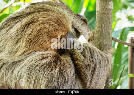 Linnaeus's two-toed sloth (Choloepus didactylus), also known as the southern two-toed sloth or unau. Stock Photo