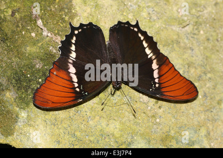 Close-up of a Rusty-tipped Page (Siproeta epaphus) a.k.a. Black and Tan Butterfly or Brown Siproeta, wings spread open Stock Photo