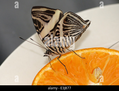 Zebra Mosaic Butterfly (Colobura dirce) ak.a. Dirce Beauty, feeding on fruit Stock Photo
