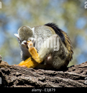 Common squirrel monkey (Saimiri sciureus) scratching his head. Stock Photo