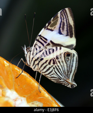 Zebra Mosaic Butterfly (Colobura dirce) ak.a. Dirce Beauty, feeding on fruit Stock Photo