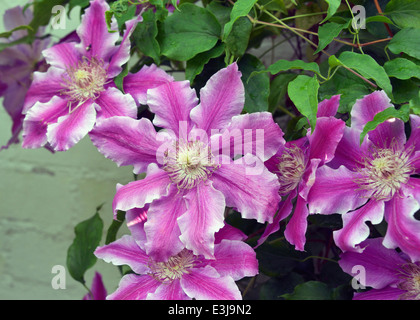 Clematis 'Doctor Ruppel' Stock Photo - Alamy