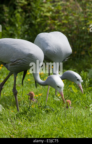 Blue, Paradise or Stanley Cranes (Anthropoides paradisea). Pair with day old chicks, searching for invertebrates amongst grass. Stock Photo